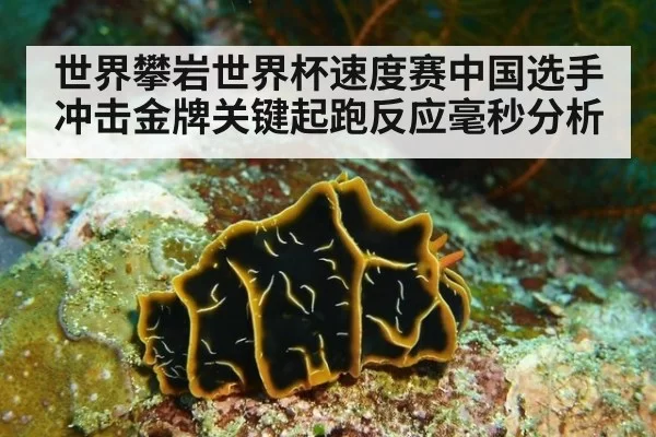 世界攀岩世界杯速度赛中国选手冲击金牌关键起跑反应毫秒分析